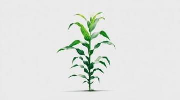 如何種植甘蔗：甘蔗種植基礎知識