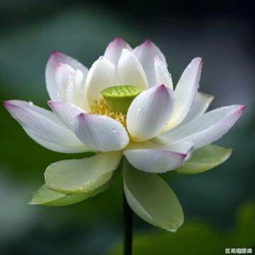 百科冷知識：蓮藕種植方法詳解
