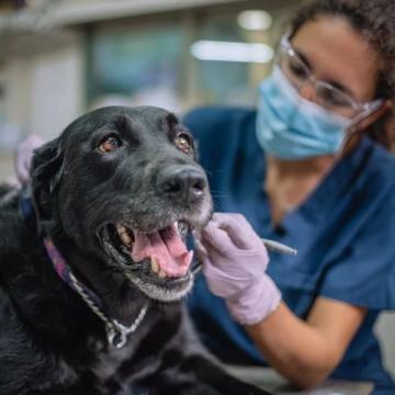 如何有效護理拉布拉多犬的牙齒健康？