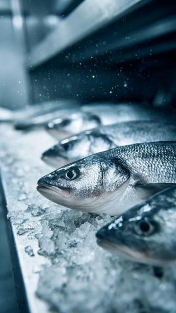 三點必知！養殖青魚的水深度、密度和水環境管理秘籍