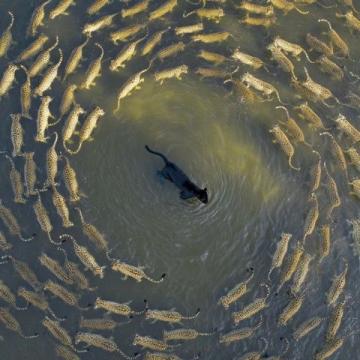 阜陽河道刀魚泛濫村民狂撈背后是生態(tài)改善信號？