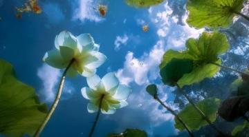 菏澤萬畝荷塘是魯西南地區(qū)夏季賞荷、生態(tài)體驗(yàn)的熱門目的地