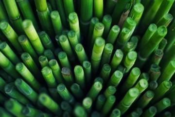 如何種植甘蔗：甘蔗種植基礎知識