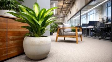 室內綠植養護攻略:揭秘滴水觀音的五大護理技巧