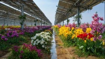 澳洲日志：水培九層塔綻放花朵の生命之美