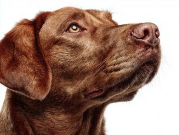 如何有效護理拉布拉多犬的牙齒健康？