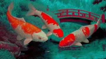 精心養(yǎng)育：掌握過背金龍魚養(yǎng)護(hù)知識(shí)