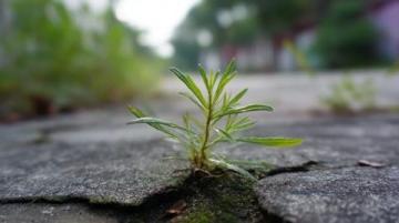 揭秘夏日熱土|潁州盛夏記:花鼓燈節(jié)、智能稻田與公益助學(xué)新篇章