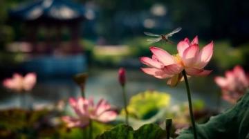 菏澤萬畝荷塘是魯西南地區(qū)夏季賞荷、生態(tài)體驗(yàn)的熱門目的地