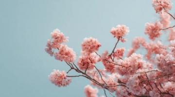 滎陽豐樂櫻花園賞花指南：免門票詳情及游玩攻略