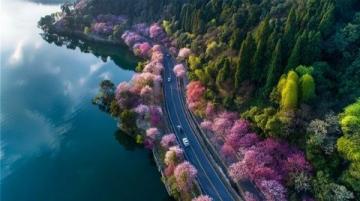 2025廣州踏春指南:十大美景邂逅浪漫花海