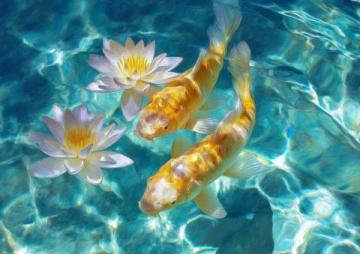 精心養(yǎng)育：掌握過背金龍魚養(yǎng)護(hù)知識(shí)