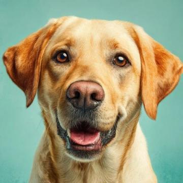 如何有效護理拉布拉多犬的牙齒健康？