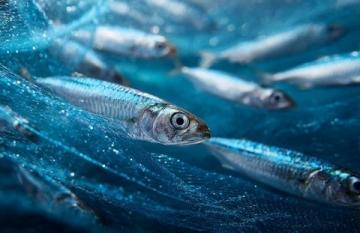 老家生活如魚(yú)得水：新鮮美食與自給自足的幸福感