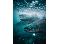 老家生活如魚(yú)得水：新鮮美食與自給自足的幸福感