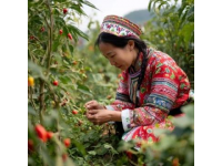 四川農(nóng)業(yè)大學(xué)招生83個(gè)本科專業(yè)，你會報(bào)它嗎？