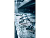 三點必知！養殖青魚的水深度、密度和水環境管理秘籍
