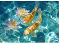精心養(yǎng)育：掌握過背金龍魚養(yǎng)護(hù)知識(shí)