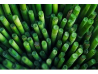 如何種植甘蔗：甘蔗種植基礎知識