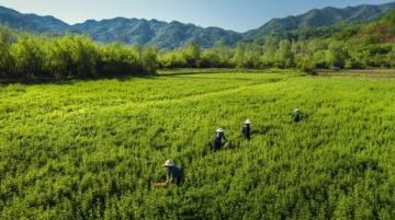 重返江蘇興化安豐鎮，體驗非凡的700公里早茶之旅