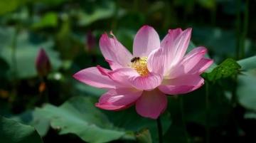 菏澤萬畝荷塘是魯西南地區(qū)夏季賞荷、生態(tài)體驗(yàn)的熱門目的地