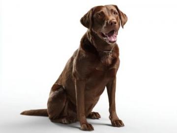 如何有效護理拉布拉多犬的牙齒健康？