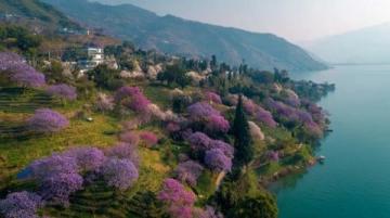 西湖C位梅花季：孤山探梅之旅（2.22-3.5）