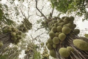 蘭州范家營(yíng)村的巨型芹菜,高近一米猶如小樹(shù)般壯觀