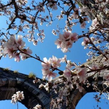 滎陽豐樂櫻花園賞花指南：免門票詳情及游玩攻略