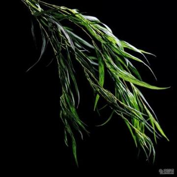 深圳黃花風(fēng)鈴木盛放打卡地大盤點(diǎn)：金色隧道、金色河谷，美不勝收！