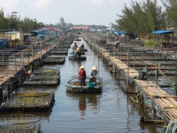 汕頭南澳島特色海鮮：新鮮肥美魷魚(yú)的捕撈與美味吃法推薦