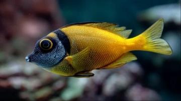 野生黃翅魚：近海經(jīng)濟(jì)價(jià)值高，蔡瀾稱其為“世界最美味
