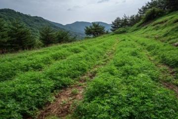 樊俊的高山農場：從藥材種植到生態養殖的致富之路