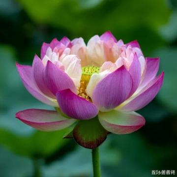 心馳神往！廣西橫州茉莉花之旅不容錯過