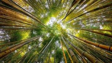 新疆秋季來臨，金黃白樺林等你探索，攝影愛好者的天堂