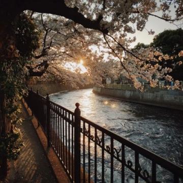 滎陽豐樂櫻花園賞花指南：免門票詳情及游玩攻略