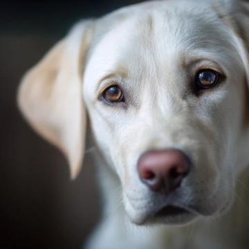 如何有效護理拉布拉多犬的牙齒健康？