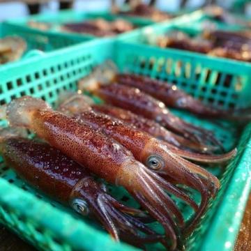 野生黃翅魚：近海經(jīng)濟(jì)價(jià)值高，蔡瀾稱其為“世界最美味
