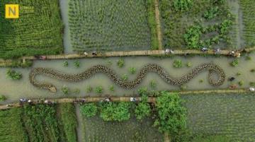 阜陽河道刀魚泛濫村民狂撈背后是生態(tài)改善信號？
