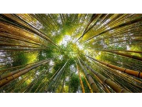 新疆秋季來臨，金黃白樺林等你探索，攝影愛好者的天堂