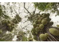 蘭州范家營(yíng)村的巨型芹菜，高近一米猶如小樹(shù)般壯觀