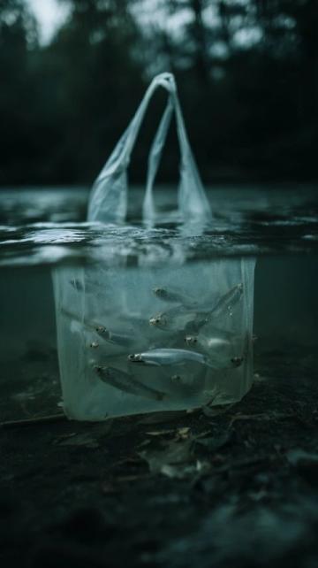 三點必知！養殖青魚的水深度、密度和水環境管理秘籍