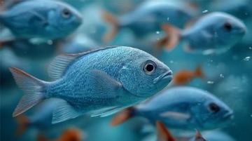三點必知！養殖青魚的水深度、密度和水環境管理秘籍