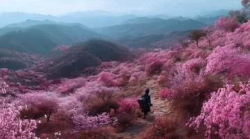 川西秘境：三月春光中，絕美花海引領顏值巔峰