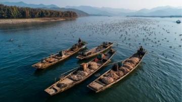 阜陽河道刀魚泛濫村民狂撈背后是生態(tài)改善信號？