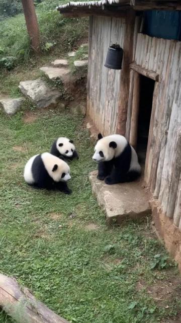 當尚雯婕與姐妹們饒有趣味地展開關于大熊貓的討論時，只有何潔沒有搭話