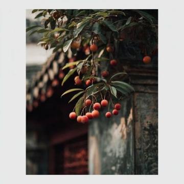 揭秘:楊貴妃為何對荔枝情有獨鐘?