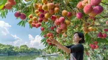 熱帶水果大戰(zhàn)!海吉星農(nóng)產(chǎn)品國批發(fā)市場熱鬧非凡