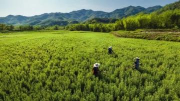浙江油菜花盛開如黃金狂潮,浪漫春色不容錯過,速來打卡!