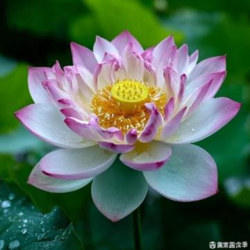 心馳神往！廣西橫州茉莉花之旅不容錯過